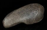 Fossil Cetacean (Whale) Ear Bone - Miocene #3496-1